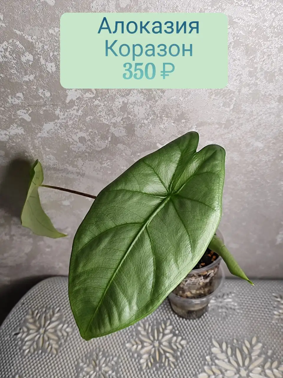 Алоказия Коразон - Комнатные растения (Хобби и отдых) в Красноярск