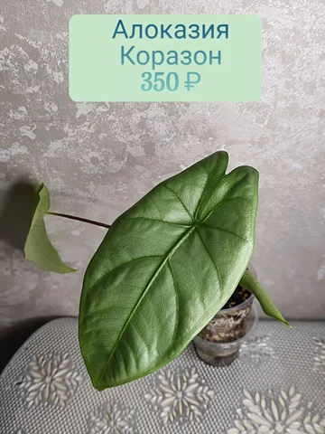 Алоказия Коразон - Праздничные принадлежности в Красноярск