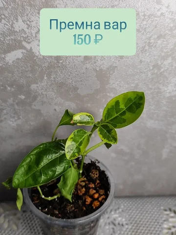 Продажа комнатных растений в Красноярске - Праздничные принадлежности в Красноярск