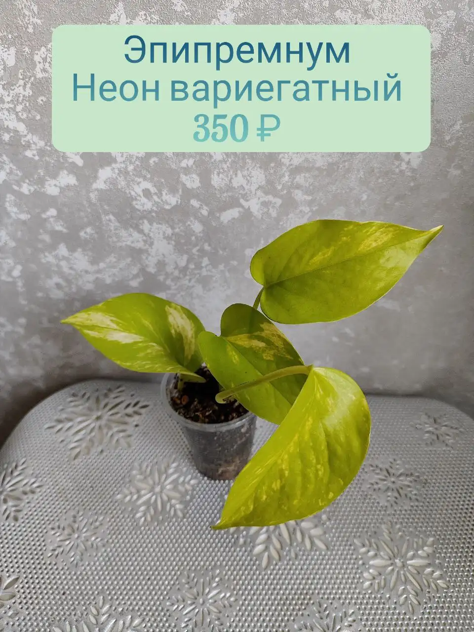 Эпипремнум неон вариегатный - Комнатные растения (Хобби и отдых) в Красноярск