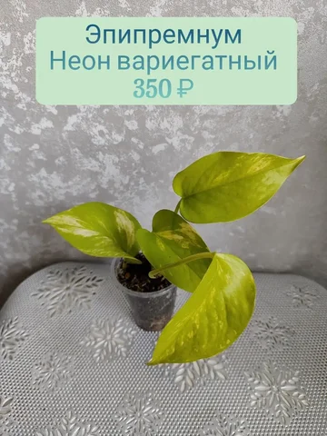 Эпипремнум неон вариегатный - Праздничные принадлежности в Красноярск