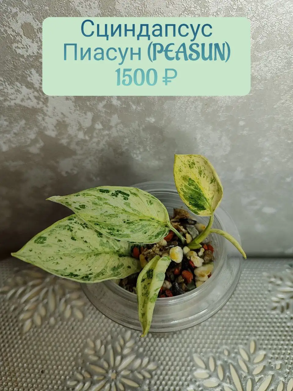 Продажа комнатного растения Сциндапсус пиасун (Peasun) - Комнатные растения (Барахолка) в Красноярск