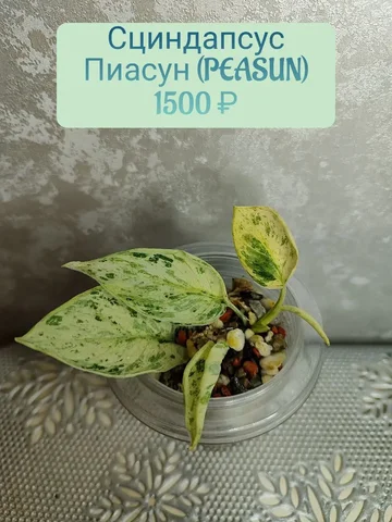 Продажа комнатного растения Сциндапсус пиасун (Peasun) - Часы в Красноярск
