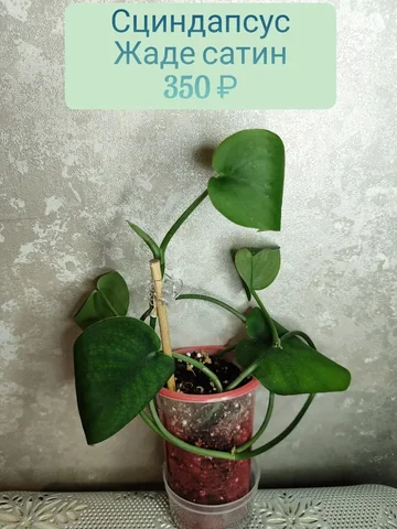 Сциндапсус Жаде сатин - Праздничные принадлежности в Красноярск
