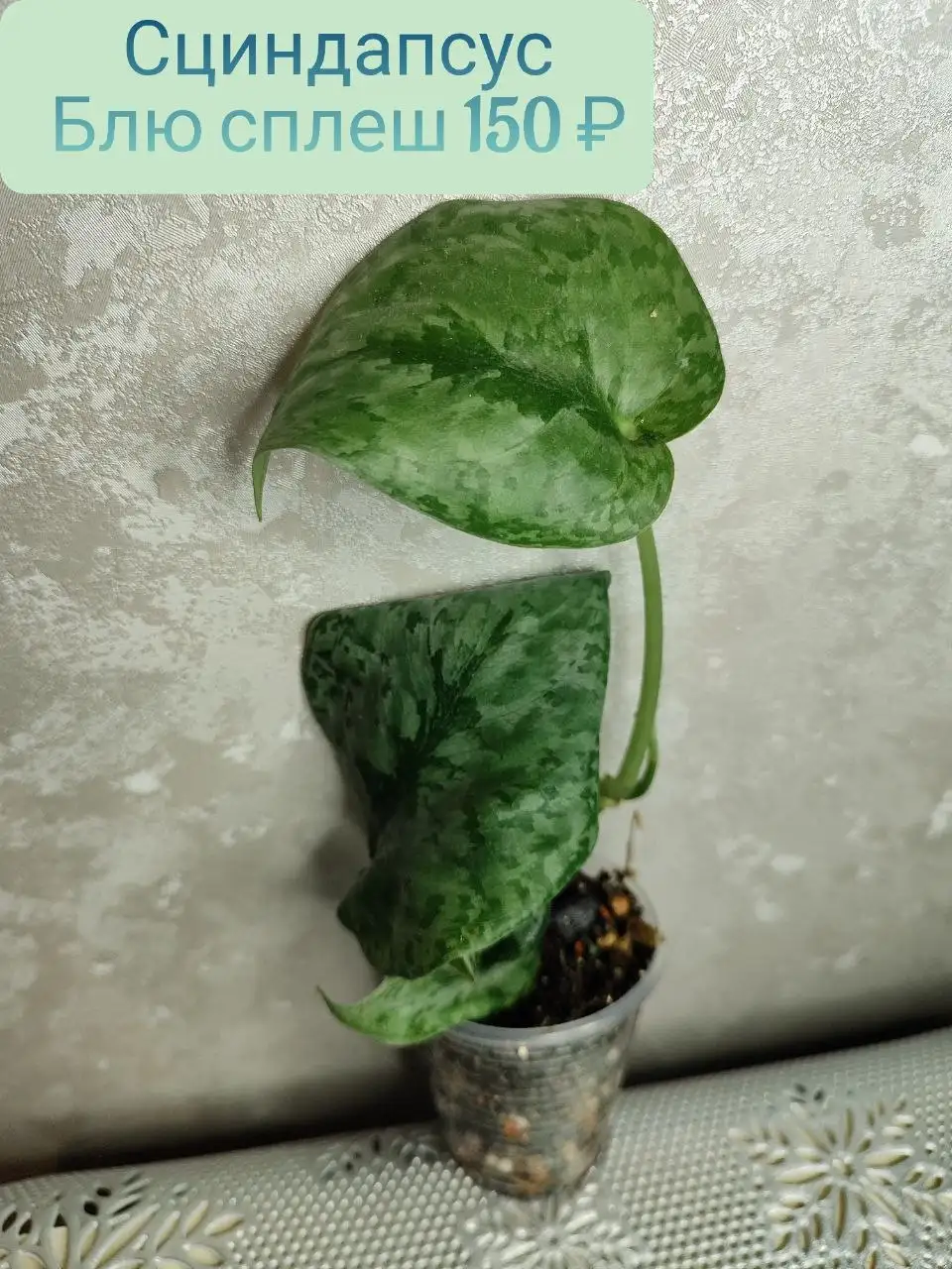 Сциндапсус Блю сплеш - Комнатные растения (Барахолка) в Красноярск