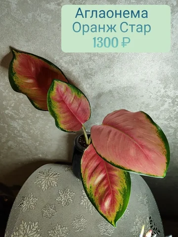 Аглаонема Оранж Стар - Праздничные принадлежности в Красноярск