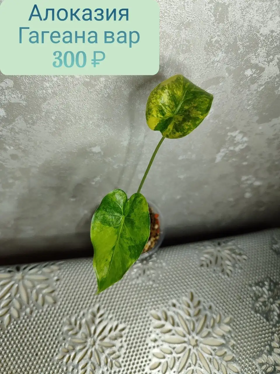 Продается Алоказия Гагеана вар - Комнатные растения (Хобби и отдых) в Красноярск