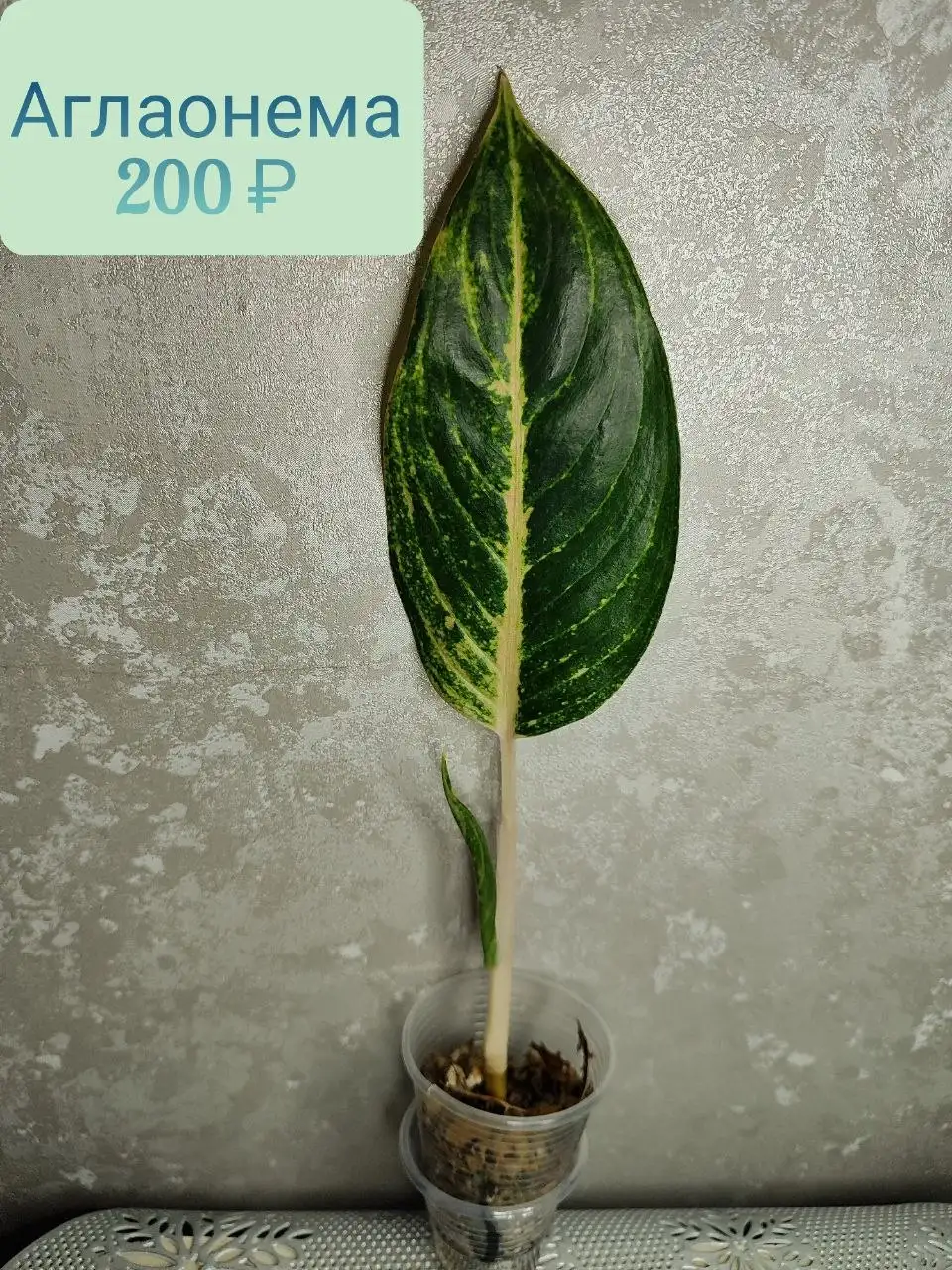 Аглаонема комнатное растение - Комнатные растения (Хобби и отдых) в Красноярск