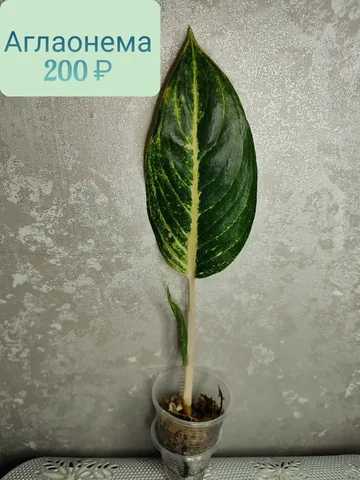 Аглаонема комнатное растение - Праздничные принадлежности в Красноярск