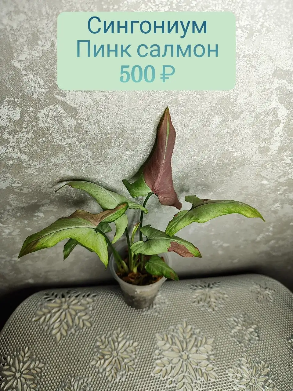 Сингониум Пинк Салмон - Комнатные растения (Хобби и отдых) в Красноярск