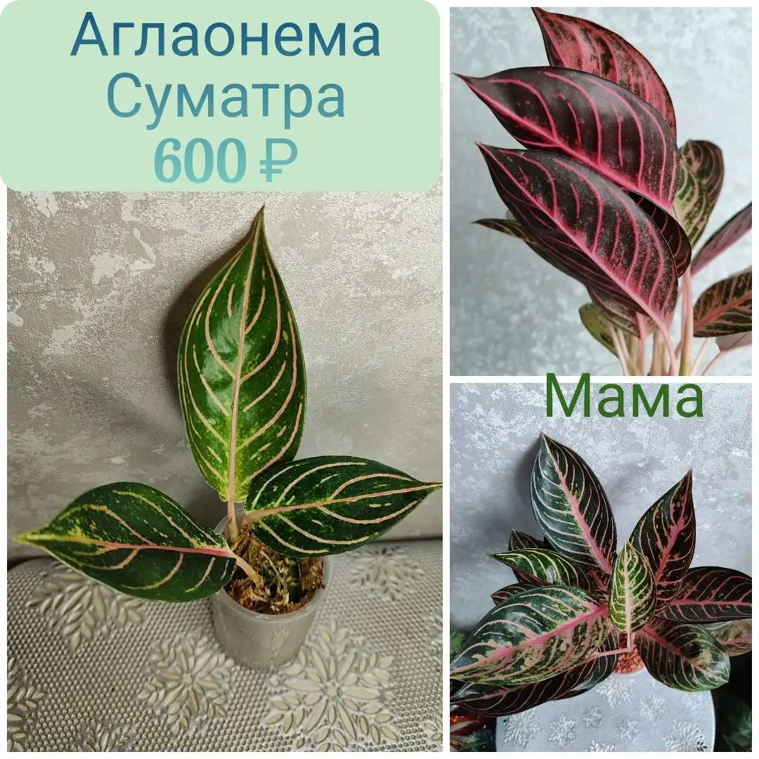Аглаонема Прайд оф Суматра (комнатное растение) - Комнатные растения (Хобби и отдых) в Красноярск