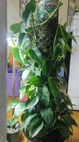 Комнатные растения в Красноярске - Праздничные принадлежности в Красноярск