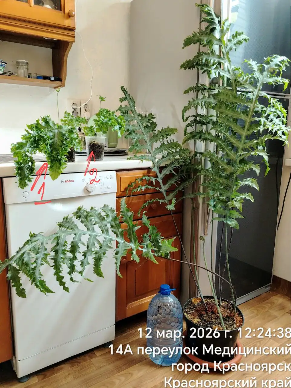 Детки папоротника флебодиум золотистый Мандианум - Комнатные растения (Хобби и отдых) в Красноярск