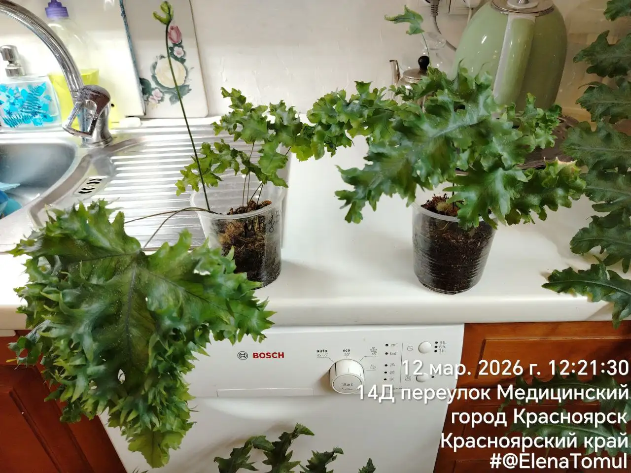 Детки папоротника флебодиум золотистый Мандианум - Комнатные растения (Хобби и отдых) в Красноярск