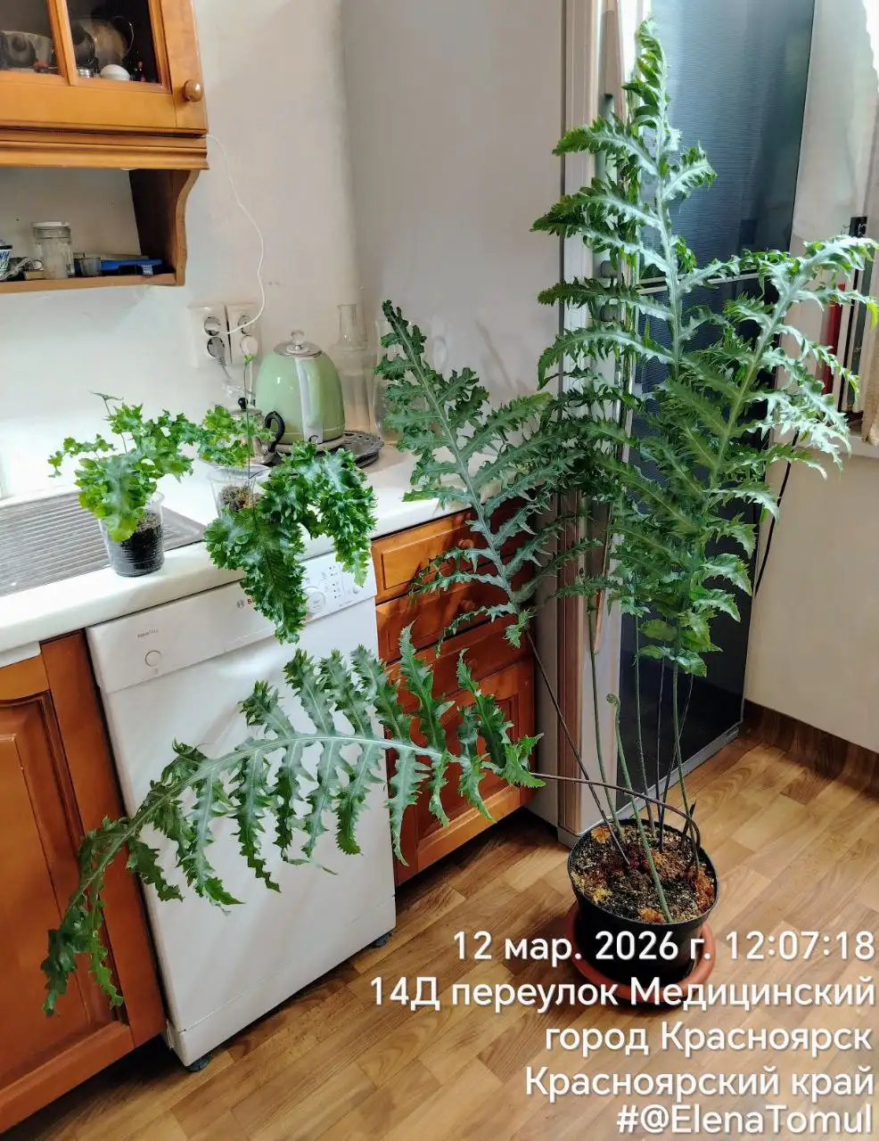 Детки папоротника флебодиум золотистый Мандианум - Комнатные растения (Хобби и отдых) в Красноярск