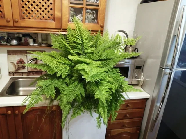 Продажа деток нефролеписа крупномера - Хобби и отдых в Красноярск