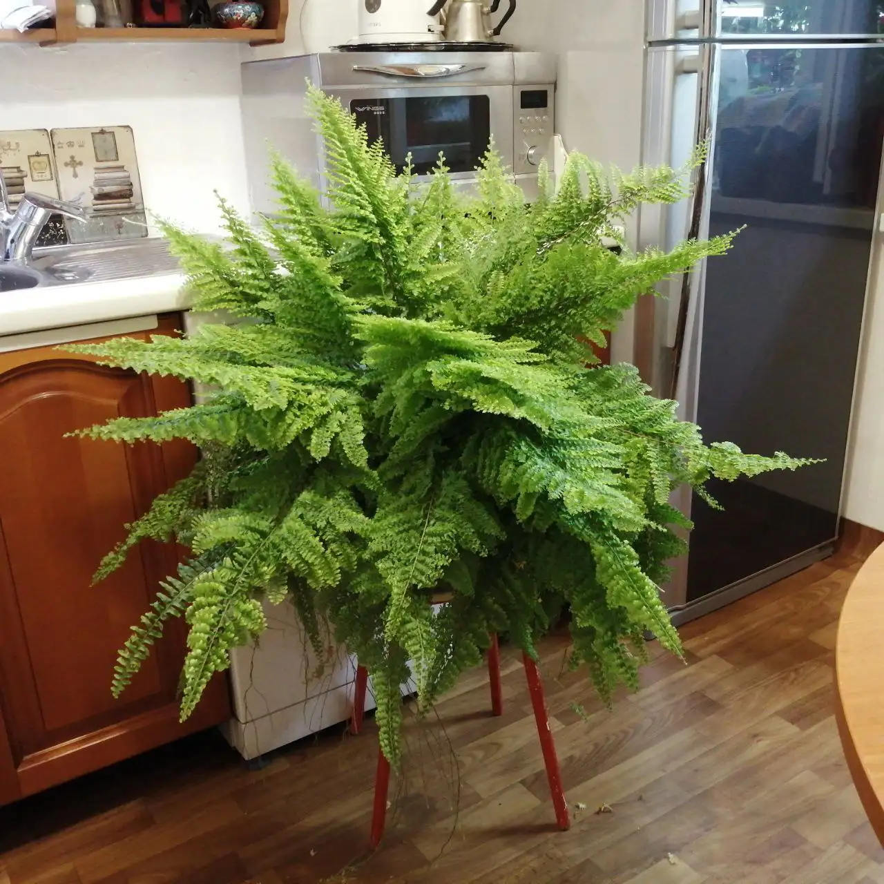 Продажа деток нефролеписа крупномера - Комнатные растения (Хобби и отдых) в Красноярск