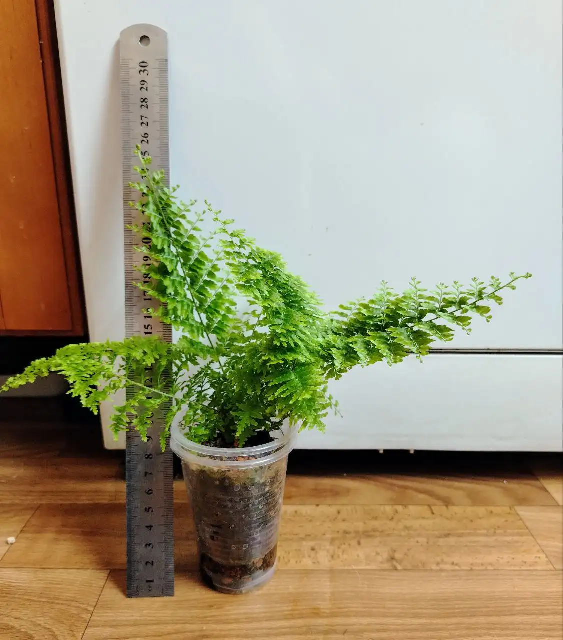 Продажа деток нефролеписа крупномера - Комнатные растения (Хобби и отдых) в Красноярск