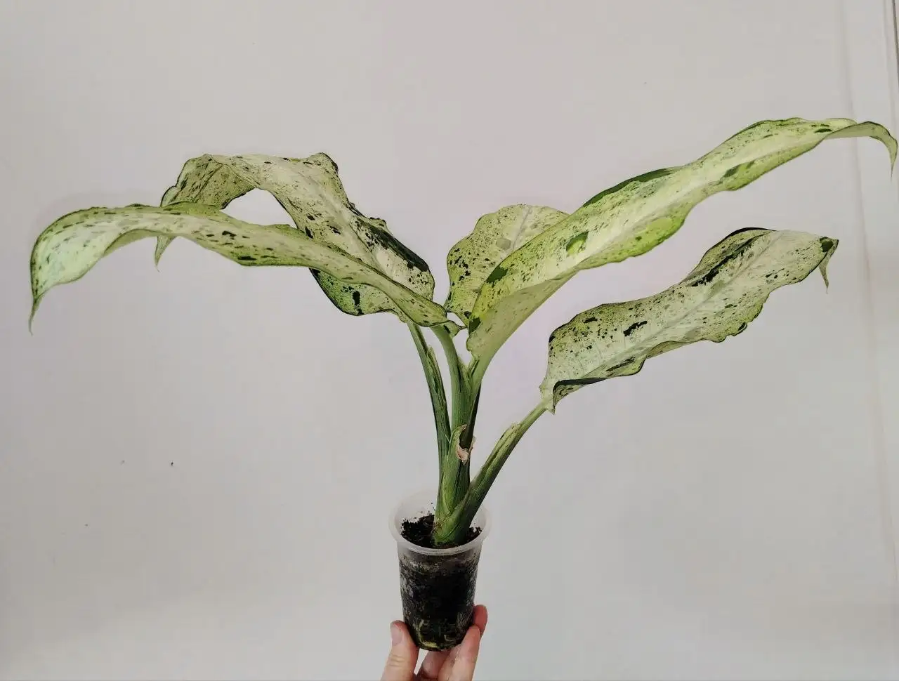 Диффенбахия Снежный шторм, Камуфляж макушка - Комнатные растения (Хобби и отдых) в Сосновоборск