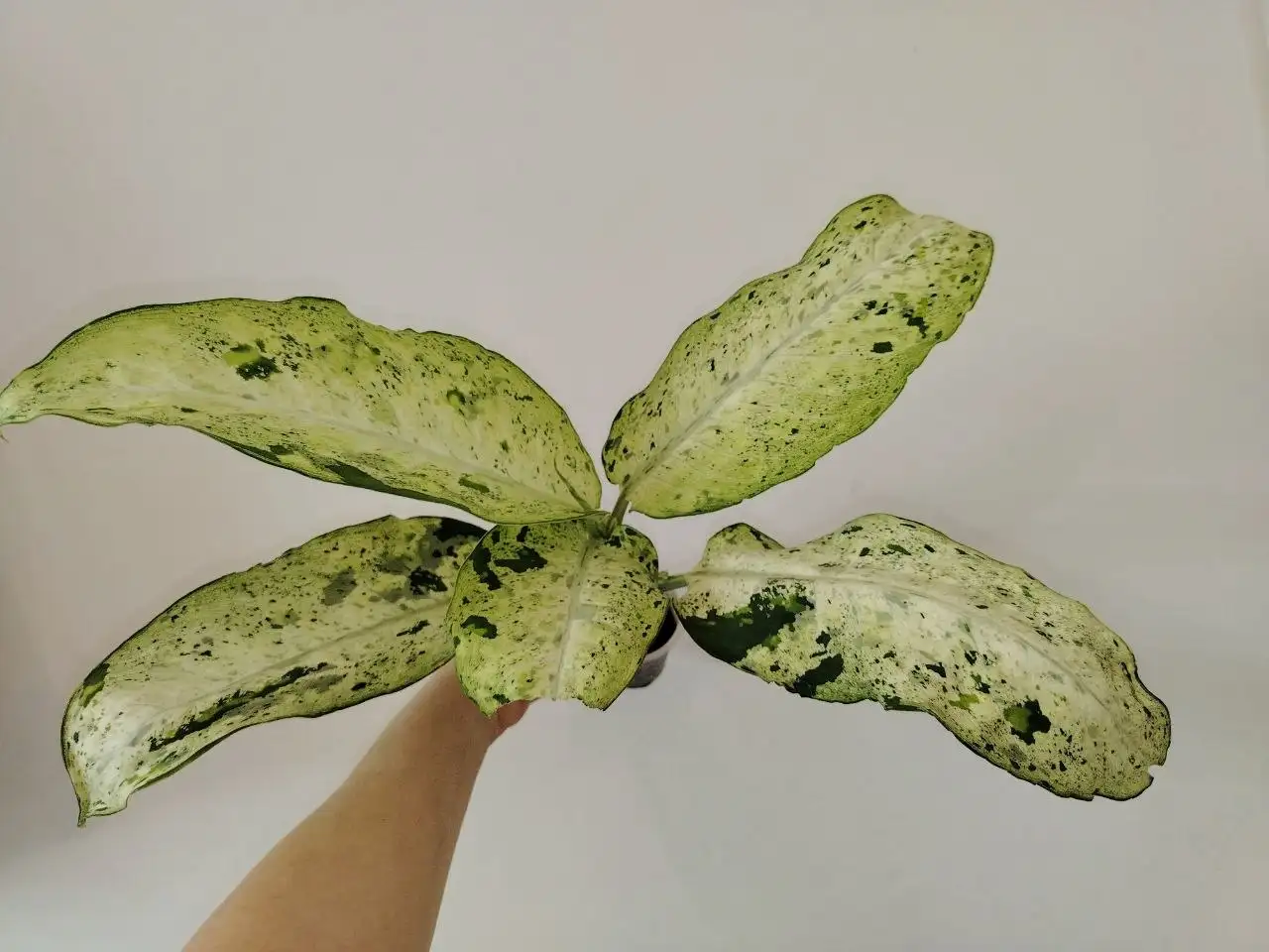 Диффенбахия Снежный шторм, Камуфляж макушка - Комнатные растения (Хобби и отдых) в Сосновоборск