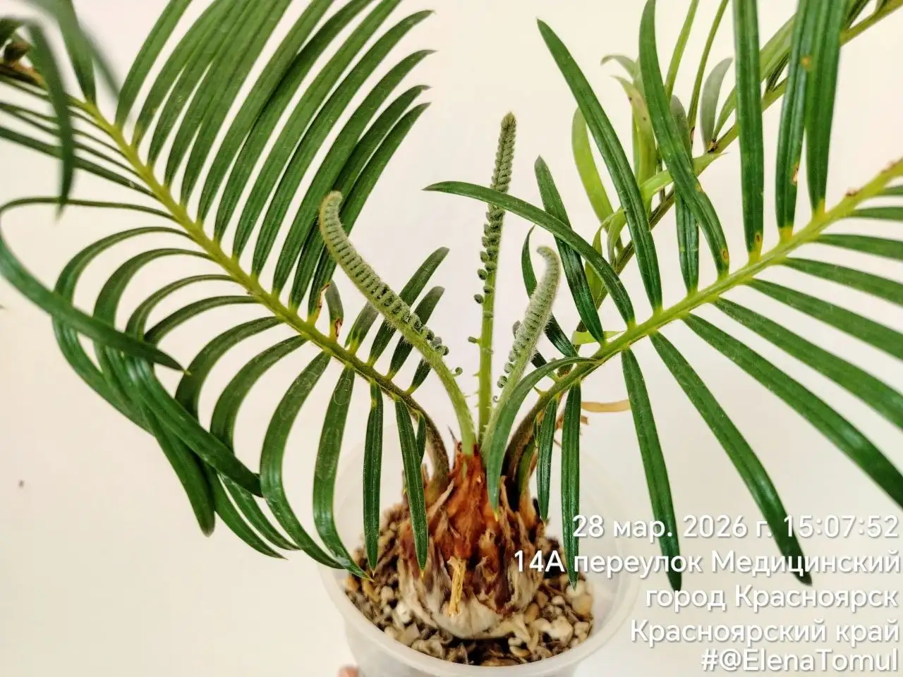 Цикас домашний, не тепличная выгонка - Комнатные растения (Хобби и отдых) в Красноярск