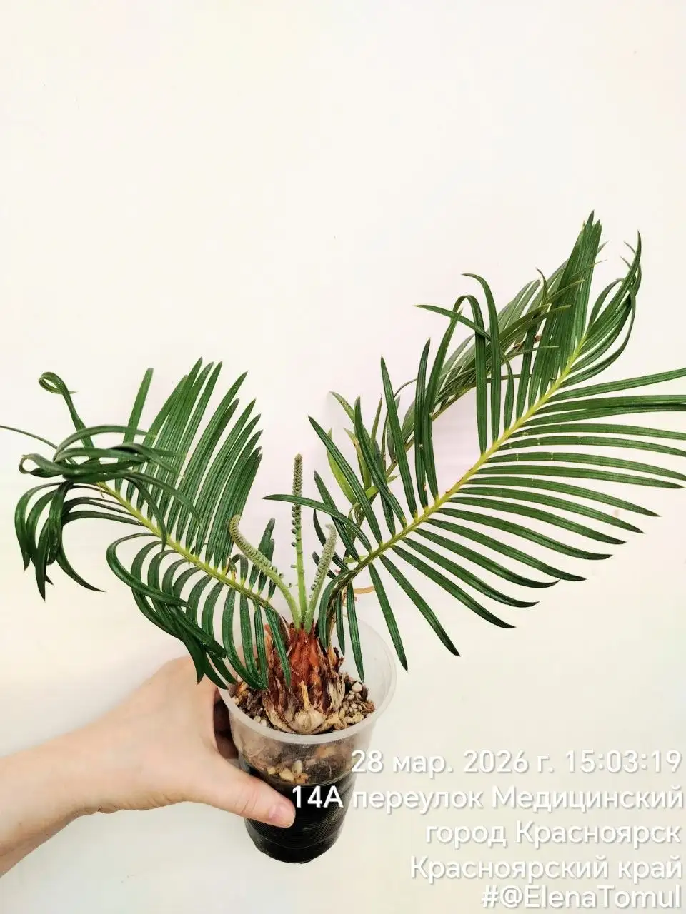 Цикас домашний, не тепличная выгонка - Комнатные растения (Хобби и отдых) в Красноярск