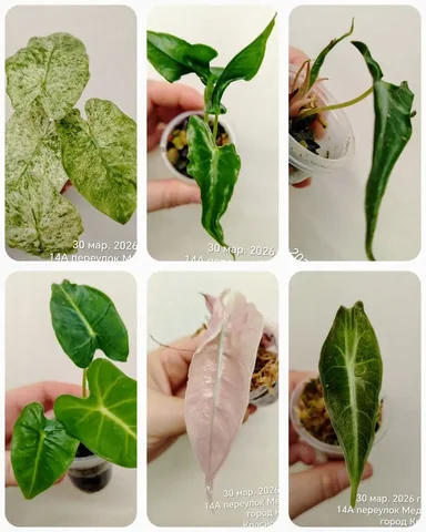 Продажа деток алоказий из клубней - Праздничные принадлежности в Красноярск