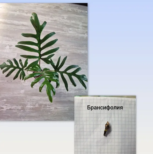 Продажа клубней алоказий и других растений - Детский отдых в Барнаул