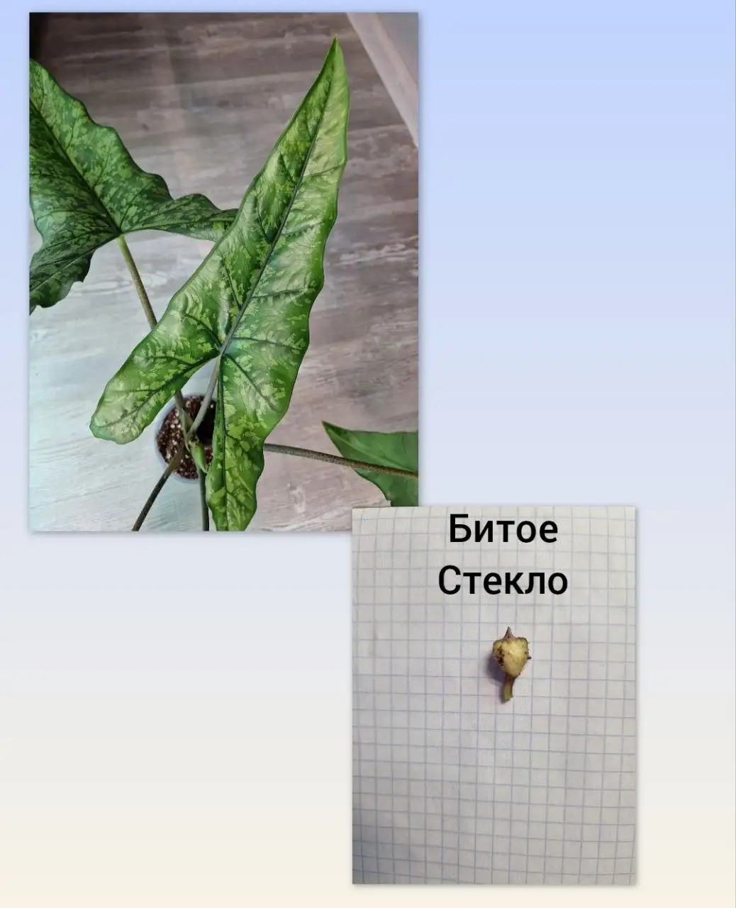 Продажа клубней алоказий и других растений - Комнатные растения (Хобби и отдых) в Барнаул