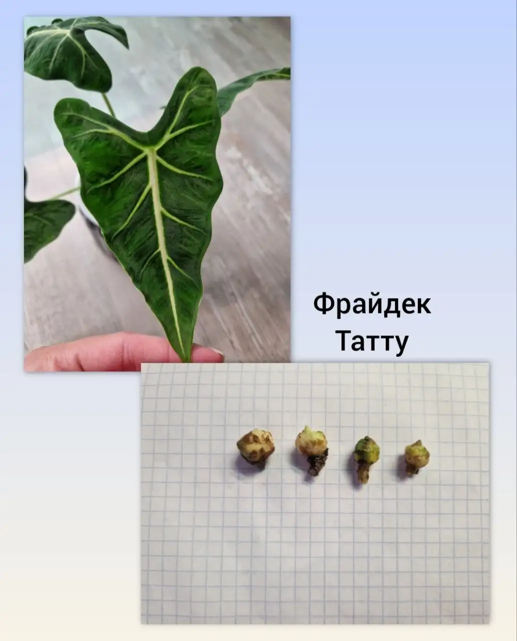 Продажа клубней алоказий и других растений - Комнатные растения (Хобби и отдых) в Барнаул