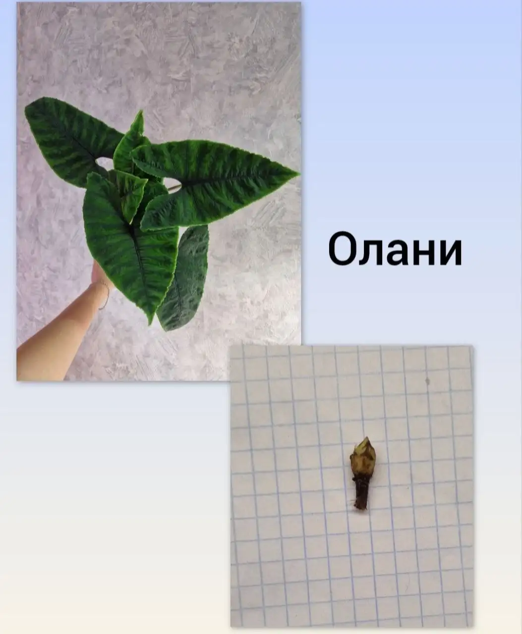 Продажа клубней алоказий и других растений - Комнатные растения (Хобби и отдых) в Барнаул