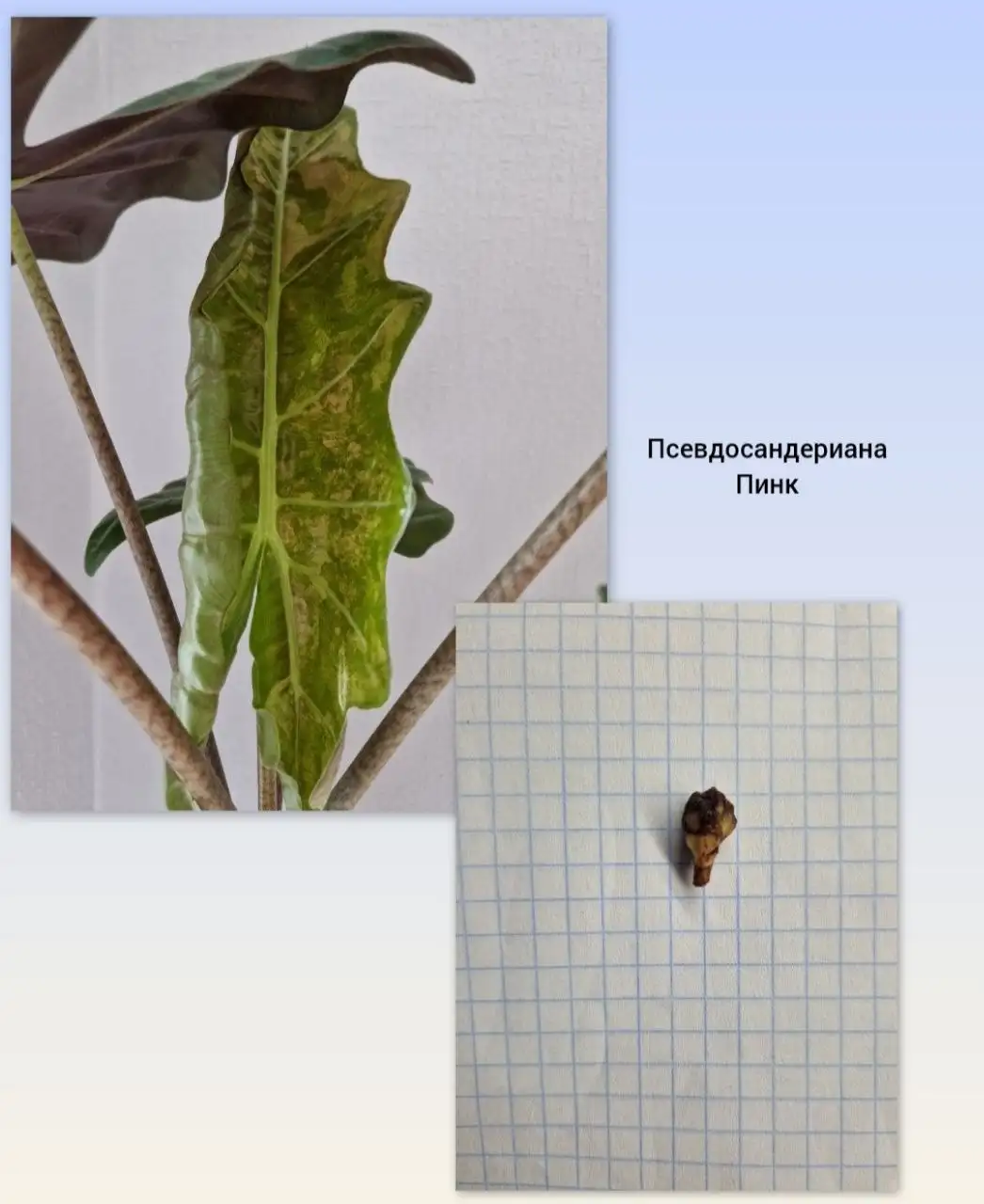 Продажа клубней алоказий и других растений - Комнатные растения (Хобби и отдых) в Барнаул