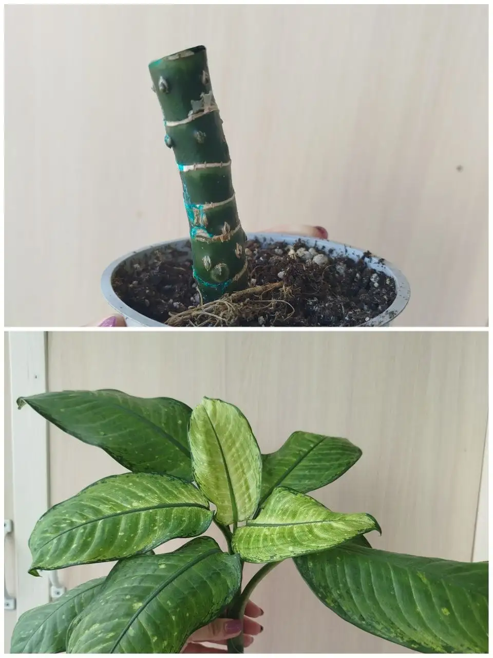 Диффенбахия Рудольф роерс - Комнатные растения (Хобби и отдых) в Красноярск