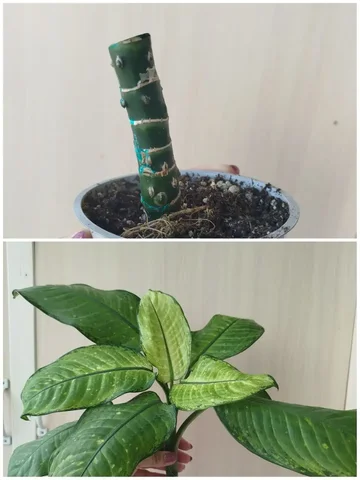 Диффенбахия Рудольф роерс - Праздничные принадлежности в Красноярск