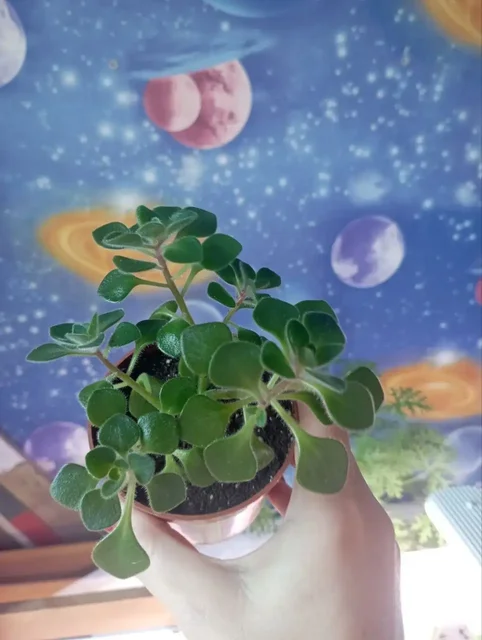 Отдам Аихризон - 2 укорененных черенка - Праздничные принадлежности в Красноярск