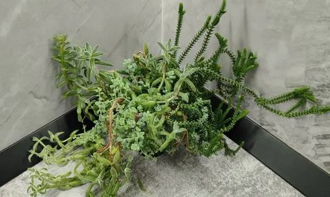 Садик из суккулентов - Мероприятия/Выставки в Красноярск