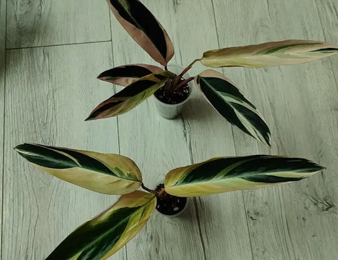 Строманта триколор взрослые растения - Саженцы в Красноярск