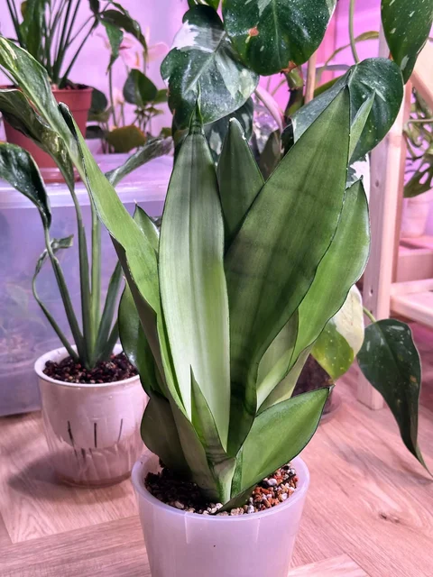 Сансевиерия Муншайн - 3 растения в горшке - Мероприятия/Выставки в Красноярск