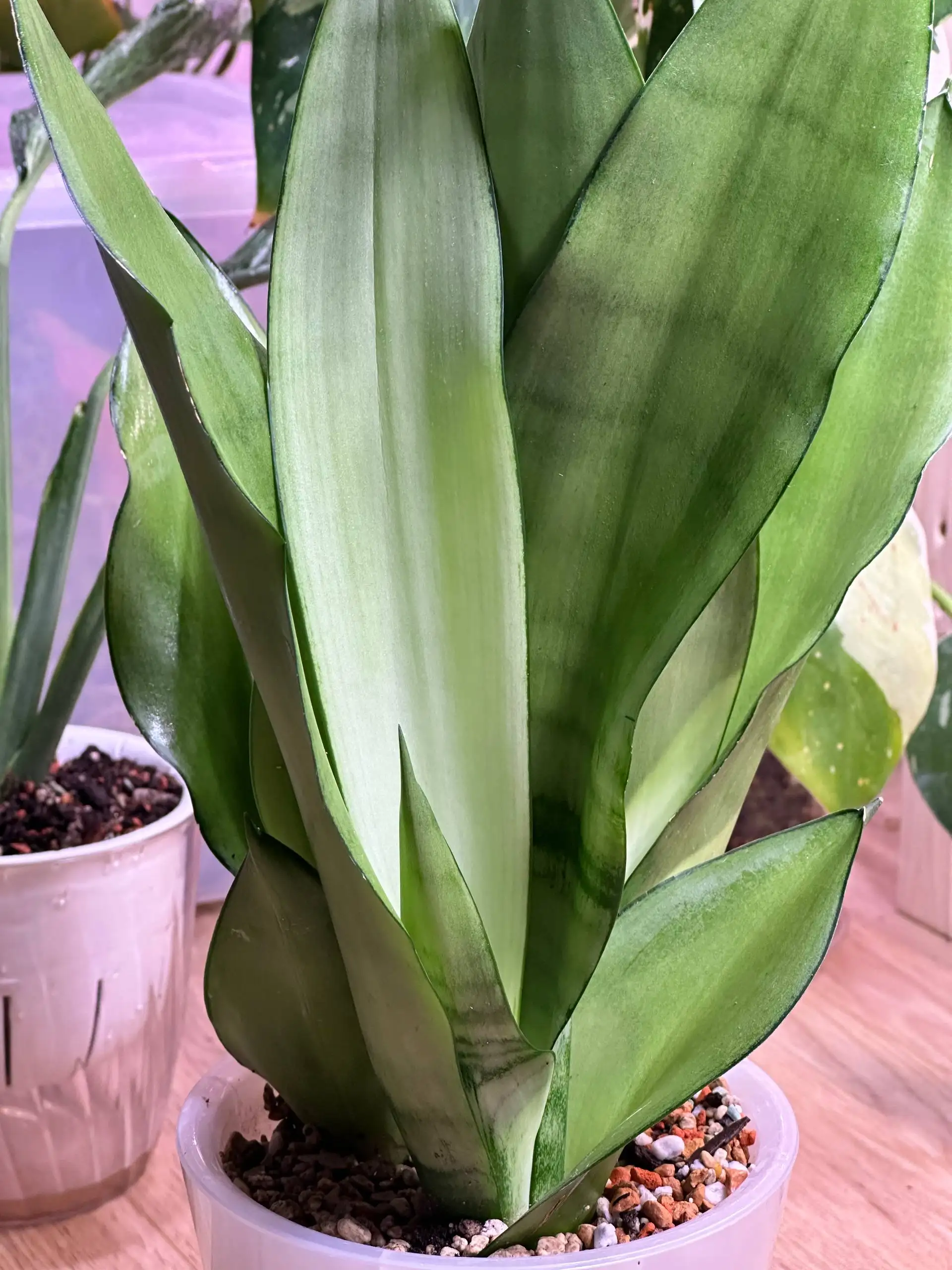 Сансевиерия Муншайн - 3 растения в горшке - Комнатные растения (Хобби и отдых) в Красноярск