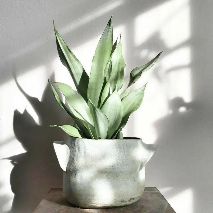 Сансевиерия Муншайн - 3 растения в горшке - Комнатные растения (Хобби и отдых) в Красноярск