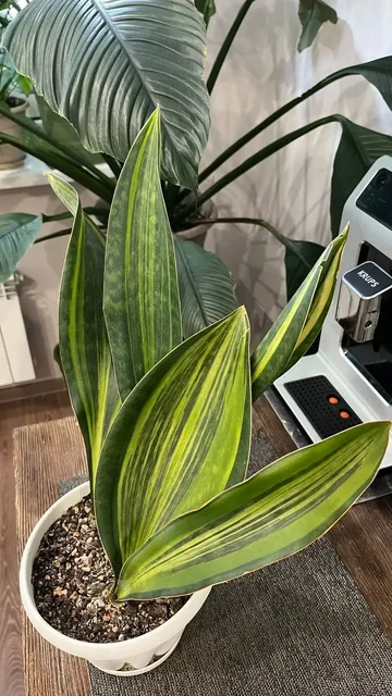 Продажа сансевиерии Масониана - Мероприятия/Выставки в Красноярск