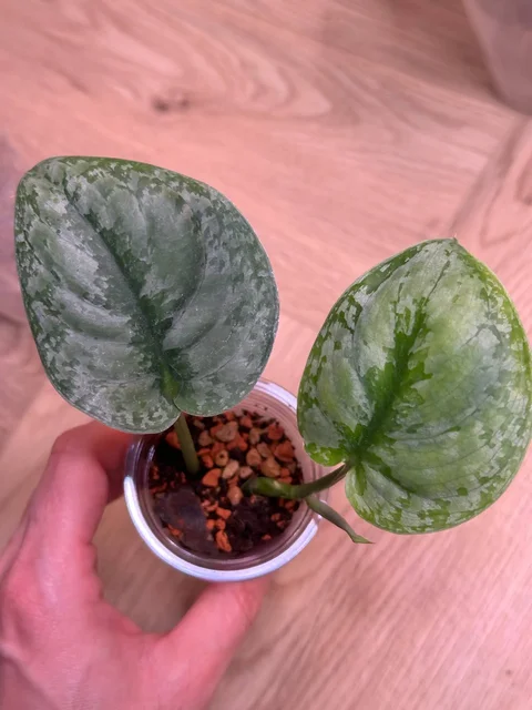 Сциндапсус Сильвер сплеш блю - Мероприятия/Выставки в Красноярск