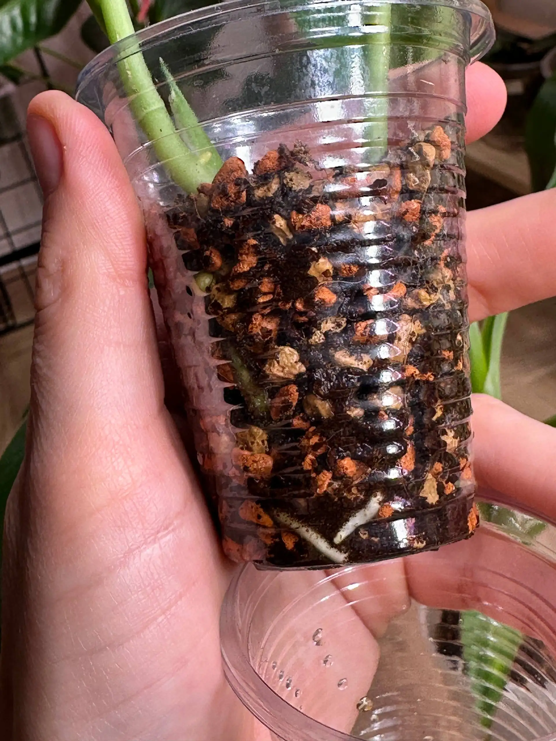 Сциндапсус Сильвер сплеш блю - Комнатные растения (Хобби и отдых) в Красноярск