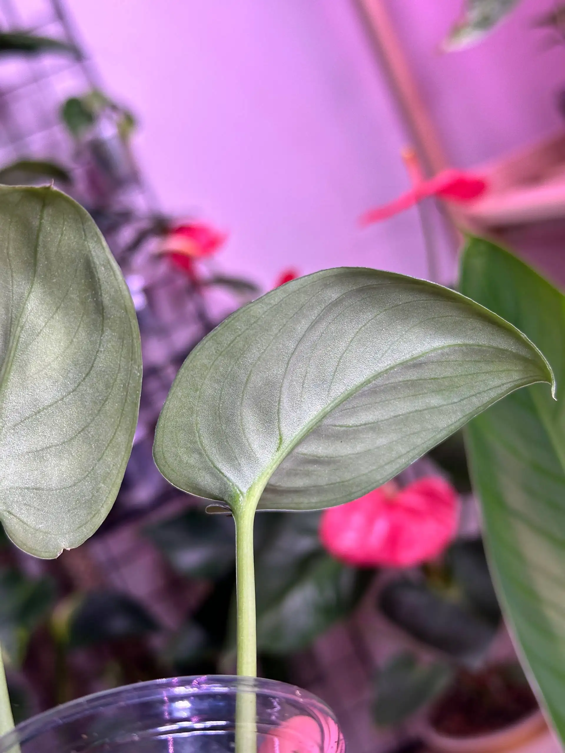 Сциндапсус Сильвер сплеш блю - Комнатные растения (Хобби и отдых) в Красноярск