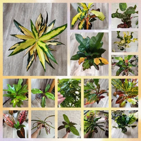 Продажа кротонов и сеянцев - Хобби и отдых в Железногорск