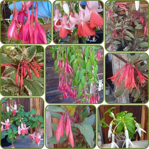 Фуксия комнатные растения - Мероприятия/Выставки в Красноярск