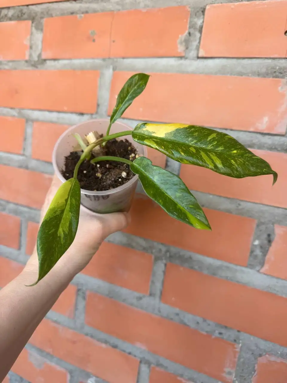 Филодендрон Ринг оф файер с двумя точками роста - Комнатные растения (Хобби и отдых) в Красноярск