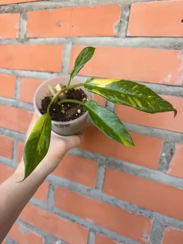 Филодендрон Ринг оф файер с двумя точками роста - Мероприятия/Выставки в Красноярск