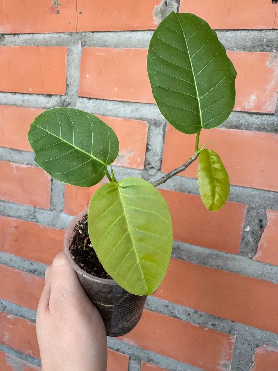 Фикус Нимфаэфолия в Северном районе - Комнатные растения (Хобби и отдых) в Красноярск