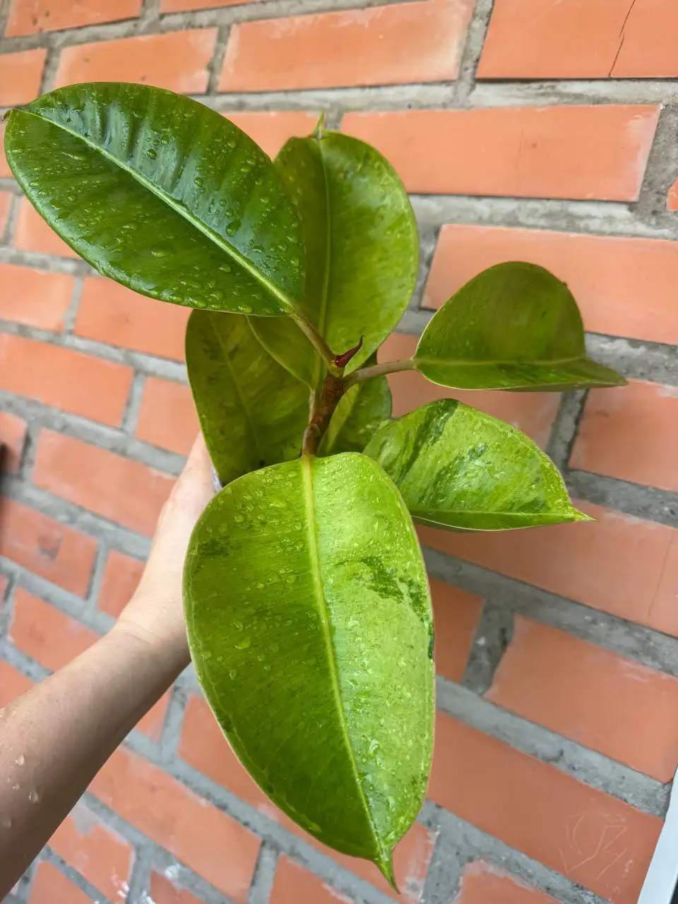 Фикус Шривериана в Северном районе - Комнатные растения (Хобби и отдых) в Красноярск